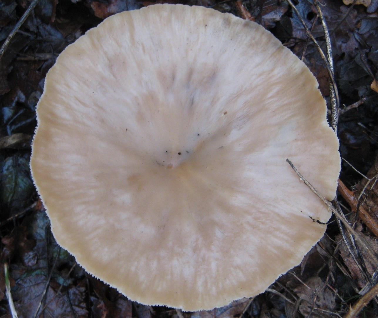 fungo sotto la pioggia (Clitocybe sp. - cfr. C. gibba)